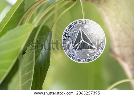 Young plant on the top of coin stack, bitcoin, investment, business growth concept, copy space.