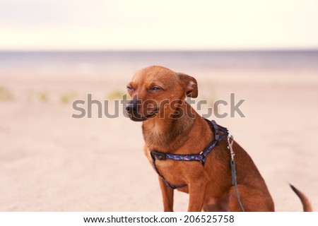 Small beautiful toy terrier sitting on the beach