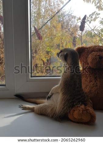 meerkat and teddy bears are sitting on the windowsill