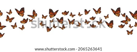 Beautiful monarch butterfly banner isolated on white background.