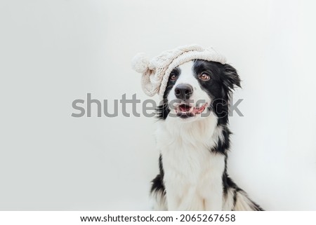 Funny cute smiling puppy dog border collie wearing warm knitted clothes white hat isolated on white background. Winter or autumn dog portrait. Hello autumn fall. Hygge mood cold weather concept