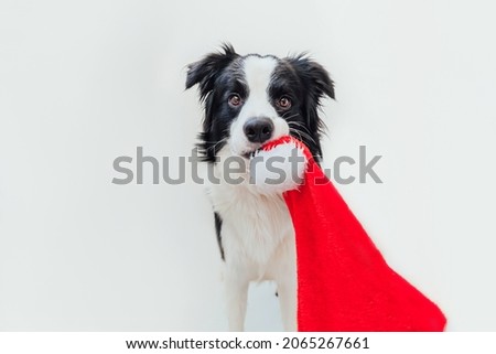 Funny portrait of cute smiling puppy dog border collie with Christmas costume red Santa Claus hat in mouth isolated on white background. Preparation for holiday. Happy Merry Christmas concept