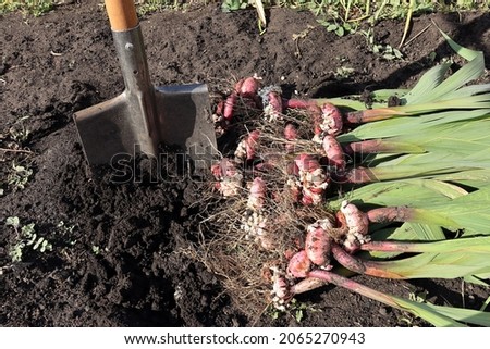 the process of digging the bulbs of gladioli with an iron shovel. autumn garden work Royalty-Free Stock Photo #2065270943