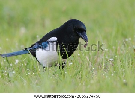 Smart eurasian magpie (Pica pica) holding a grasshopper prey in its beak. Young beautiful intelligent raven playing in the grass. Clever predator bird hunting insects pests with natural background.  Royalty-Free Stock Photo #2065274750