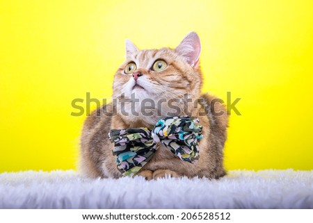 Beautiful stylish british cat. Animal portrait. British cat with bow-tie is lying. Yellow background. Colorful decorations. Collection of funny animals