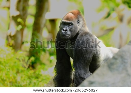 The western lowland gorilla (Gorilla gorilla gorilla) silver-back male in the green grass. Detail. Portrait. Green grass in the background. Morning sun.