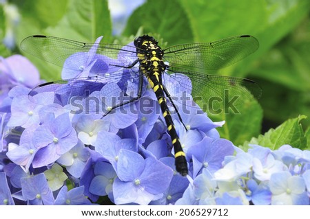 Dragonfly And Hydrangea