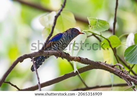 Various parasitic breeder cuckoo birds