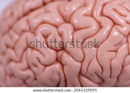 Cerebellum, Thalamus, Medulla oblongata, Spinal cord and Motor Neuron human under the microscope in Lab. Royalty-Free Stock Photo #2065329095