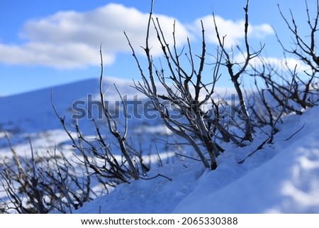Dry twigs on top of mountain during winter with snow, clauds and blue sky 