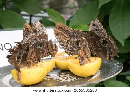 A closeup shot of Lowland forest's Owl-Butterflies feeding on a lemon in Costa Rica