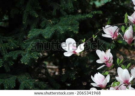 Beautiful pink Magnolia flowers grown in the park