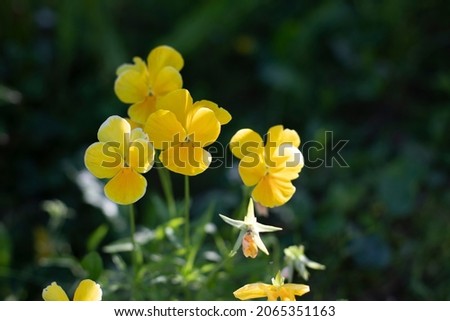 Violet tricolor Pansy blossom. Small yellow flowers. Horizontal photography for design