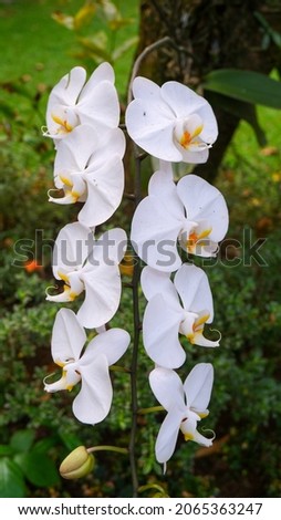 White flowers of Phalaenopsis amabilis, commonly known as the moon orchid blossom. 