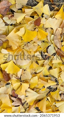 Ginkgo leaves piled up on the floor in autumn.