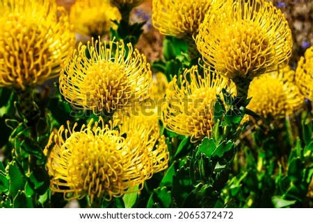  Multi yellow pin cushion flowers in full bloom, having the latin name Leucospermum cordifolium.
Striking floral display of these popular proteas. Royalty-Free Stock Photo #2065372472