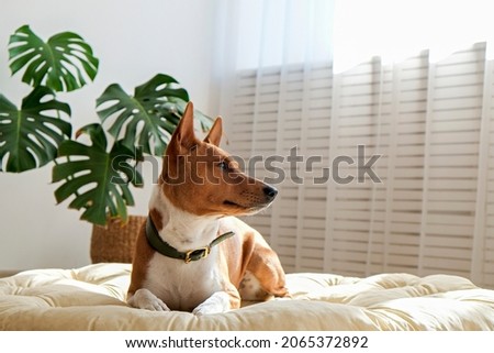 Cute sleepy Basenji with big ears sitting in a dog bed. Small adorable doggy with funny fur stains resting in a lounger. Close up, copy space for text, background. Royalty-Free Stock Photo #2065372892