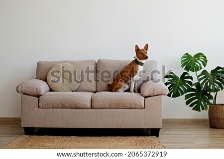Cute two year old Basenji dog with big ears sitting on beige textile couch. Small adorable doggy with funny fur stains, wearing green leather collar at home. Close up, copy space, background. Royalty-Free Stock Photo #2065372919