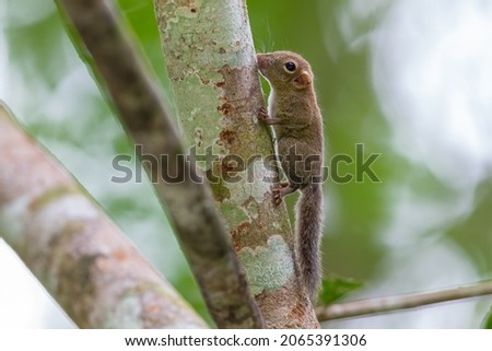 A shot of a Bornean Pygmy Squirrel in the rainforest of Sandakan, Sabah, North Borneo, Malaysia.