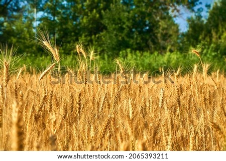 Wheat fields on sunny day in front of green forest. Blue sky over golden rye. Combinations of colors in landscape nature. Ears of golden wheat close up. Panorama Rural landscapes in shining sunlight.