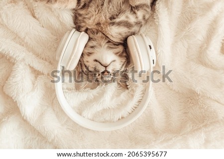 Happy grey cat with white wireless headphones lying and enjoys on a white blanke. Cozy home background with a happy pet. Music, listening Royalty-Free Stock Photo #2065395677