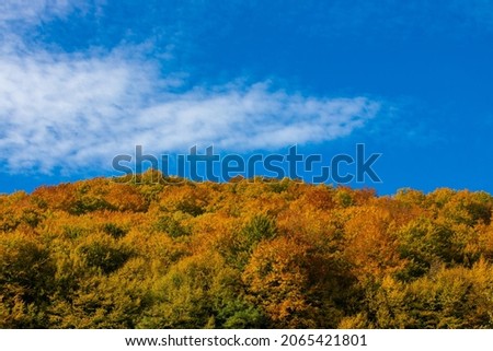 Landscape with colorful forest in autumn shades