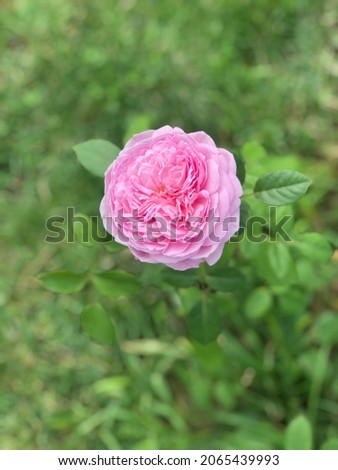 An open rose “ kiss me Kate” flower against a blurry background of grass and juicy green leaves.  Royalty-Free Stock Photo #2065439993