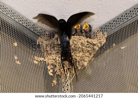 A closeup shot of a swallow feeding its chicks in the nest