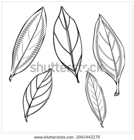 Vector illustration of a branch of a tea tree. Image on a white background.Stil' gravyury.