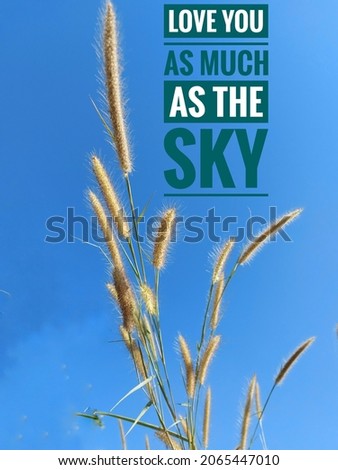 Background image of beautiful grass and sky  There is a message "Love you as much as the sky" as a love card.