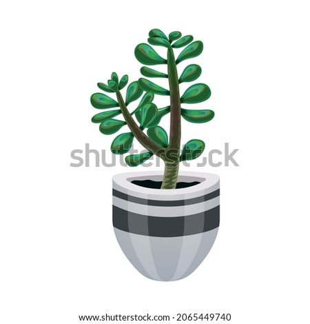 Cactus composition with isolated image of jade plant in flower pot on blank background vector illustration