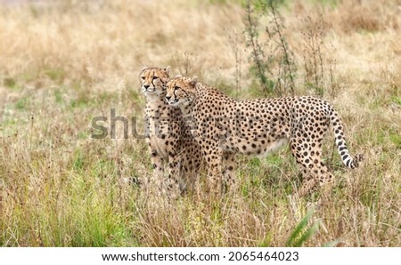 Beautiful wild cat cheetah in a natural park