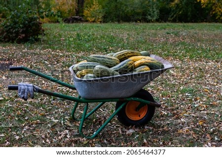 iron wheelbarrow with one wheel in the back of which zucchini. High quality photo