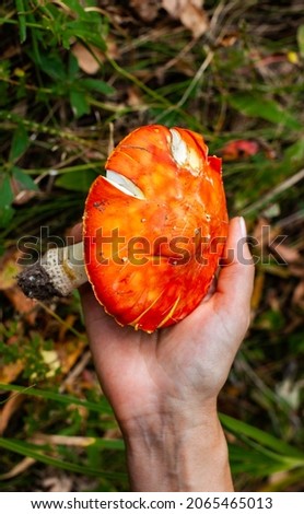 mushroom with a white leg and a hat in hand. High quality photo