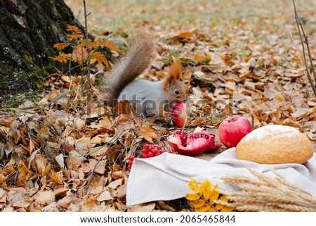Squirrel eats aplle in autumn park, falling leaves on background.