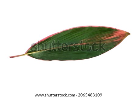 Bright tropical leaf of cordyline fruticosa isolated at white background.