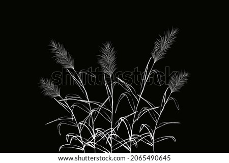 Vector hand drawing sketch with reeds.Illustration of black and white reeds.
Cane silhouette on white background. 