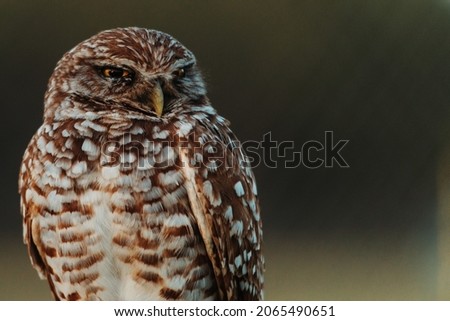 A selective focus shot of a burrowing owl outdoors during daylight