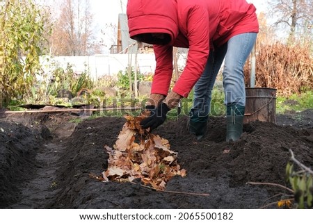 A woman fertilizes the soil with fallen autumn leaves.