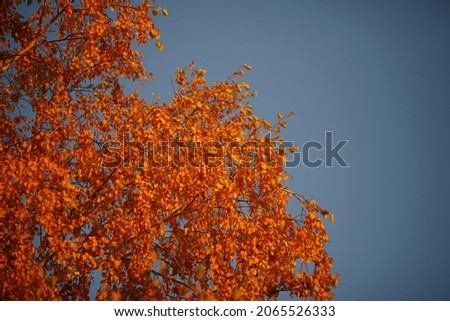 Birch tree with dark golden autumn leaves on blue sky background