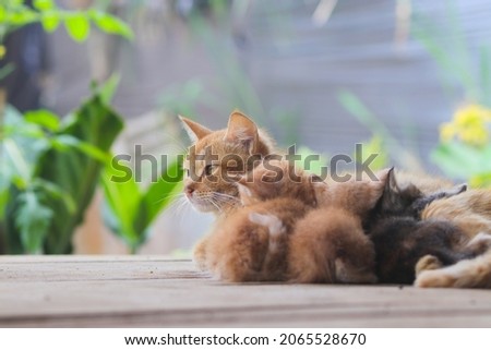 Close-up view of a sleepy and lonely yellow cat is daydreaming while nursing her kittens in the backyard. Loneliness, Widow and single parent concept stock images