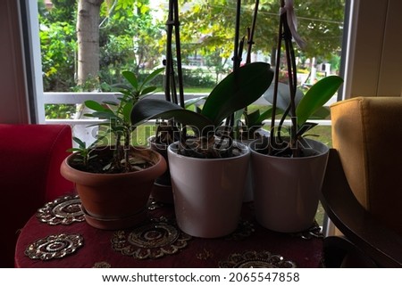 Three different pots with soil and plants to grow. Pots on a table with red covering.