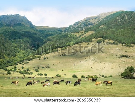 A herd of cows in a meadow at the foot of the mountains. Teberda, Karachay-Cherkessia, Russia.