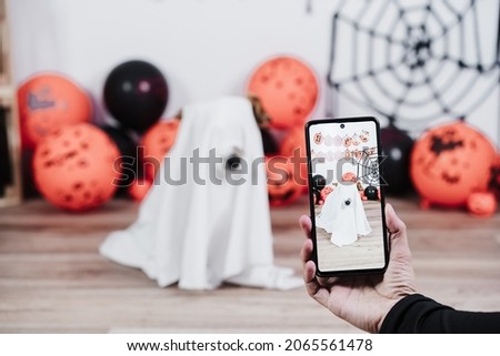 unrecognizable woman hand taking picture with mobile phone to dog wearing ghost halloween costume at home. Halloween decoration party
