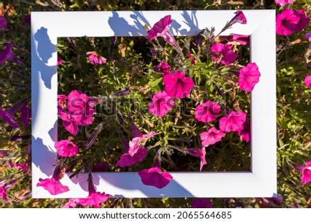 White empty frame on a background of greenery and pink flowers, holiday greeting, invitation, top view