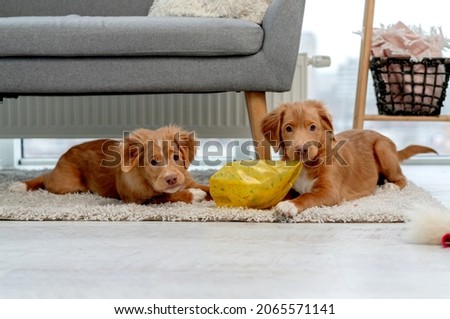 Couple of toller puppies biting broker ball on carpet at home