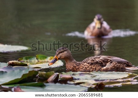 A duck swimming in a pond
