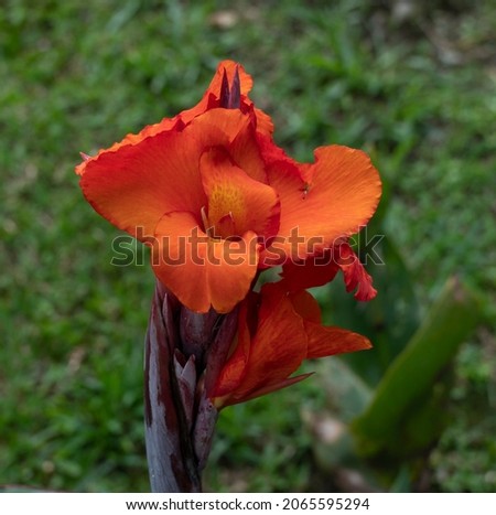 , Canna indicaalso called the Mexican railing, beaded cane, crab flower or rosary grass, is a perennial plant up to 3 m tall belonging to the cannaceae family.