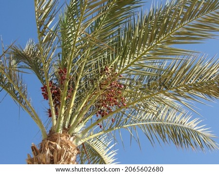 palm leaves on a background of blue sky. tropical tree