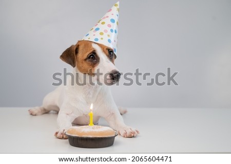 A cute dog in a festive cap sits in front of a cake with a burning candle number one. Jack russell terrier is celebrating his birthday